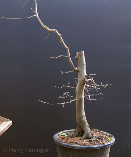 hornbeam bonsai